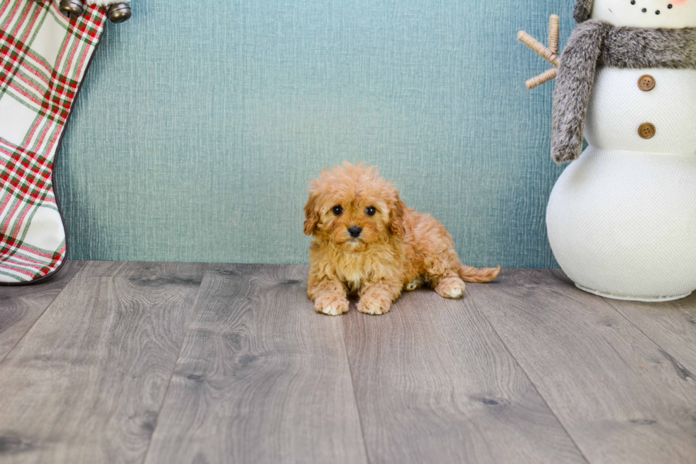 Funny Cavapoo Poodle Mix Pup