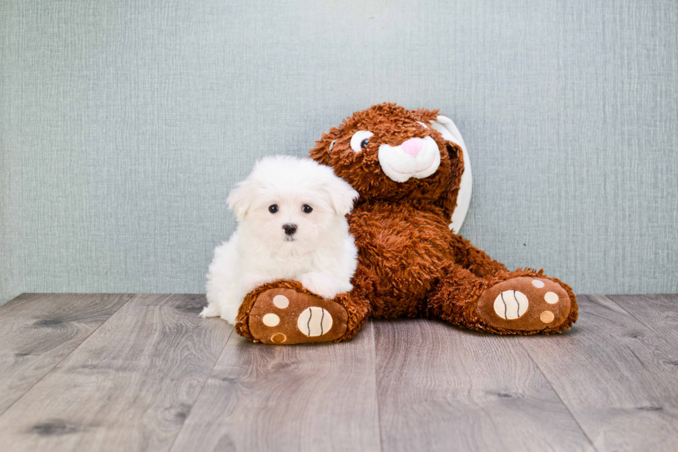 Friendly Maltese Purebred Pup