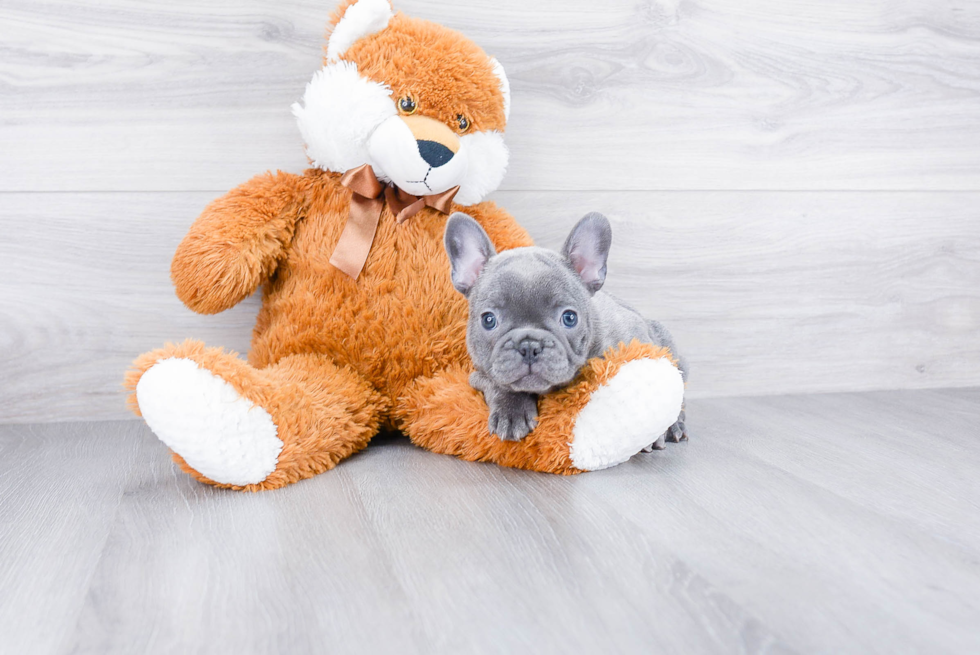 Hypoallergenic French Bulldog Purebred Pup