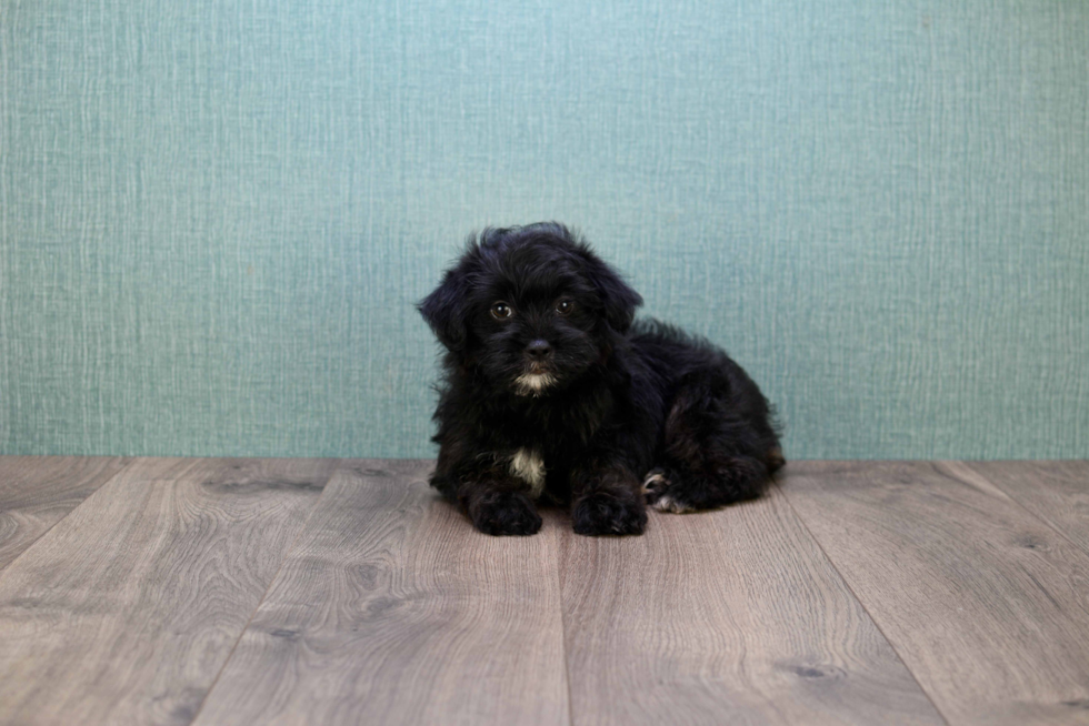 Smart Yorkie Poo Poodle Mix Pup