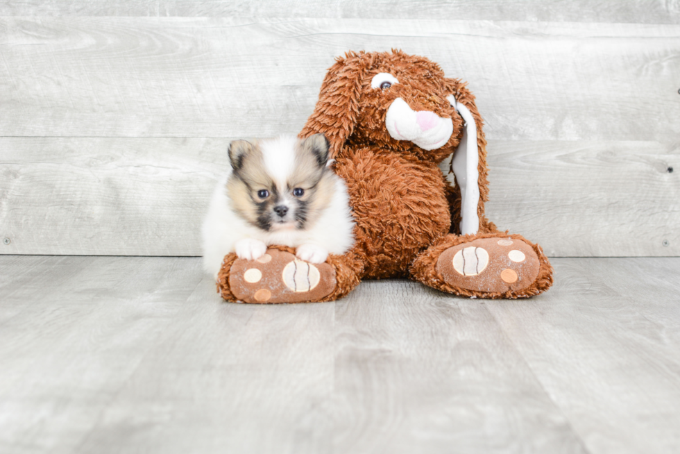 Pomeranian Pup Being Cute