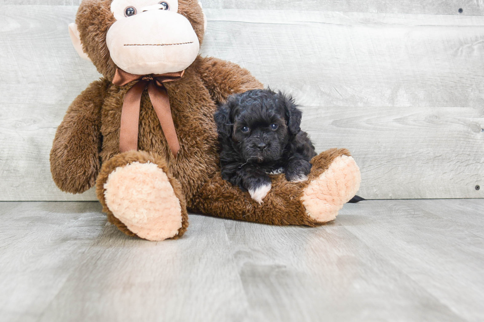 Teddy Bear Pup Being Cute