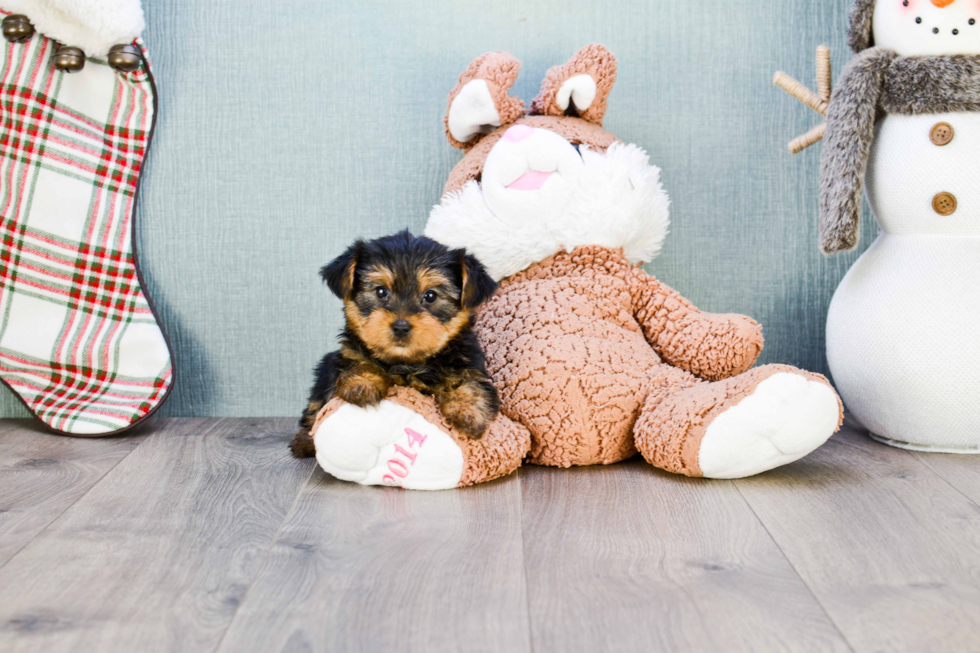 Meet Twinkle - our Yorkshire Terrier Puppy Photo 