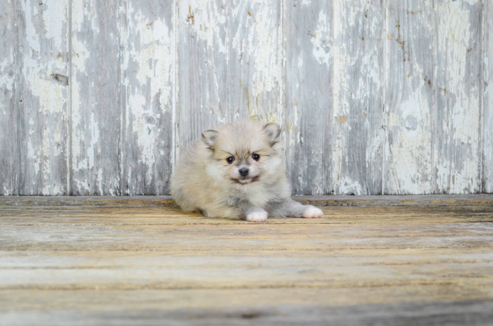 Pomeranian Puppy for Adoption