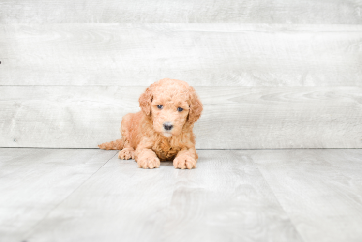 Best Mini Goldendoodle Baby