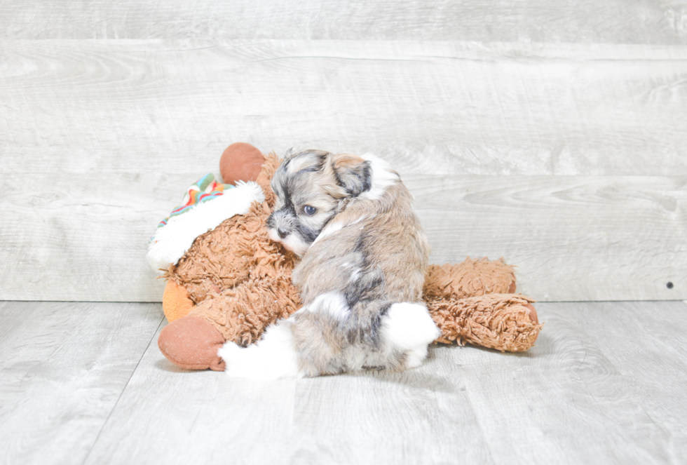 Adorable Havanese Purebred Puppy