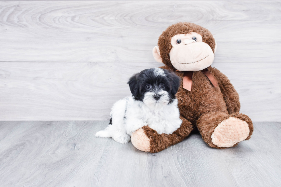 Happy Havanese Purebred Puppy