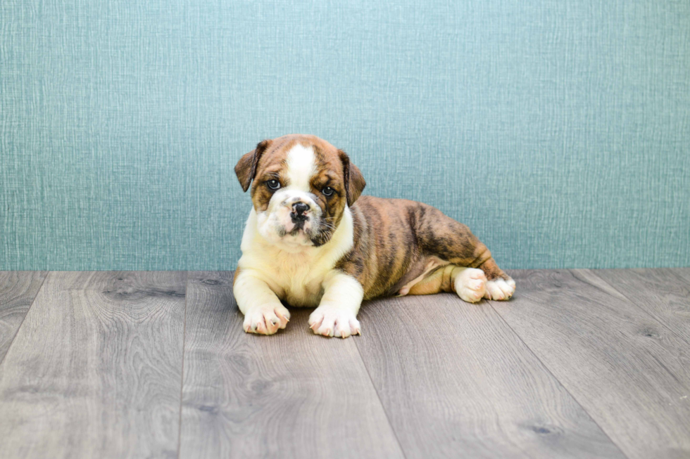 Cute English Bulldog Baby