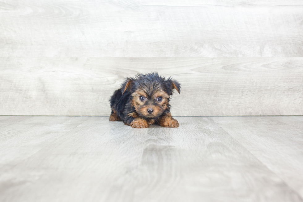 Meet Ralph - our Yorkshire Terrier Puppy Photo 