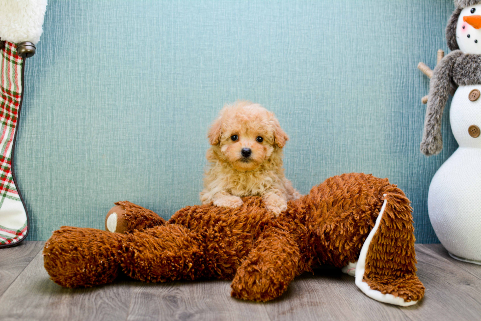 Sweet Cavapoo Baby