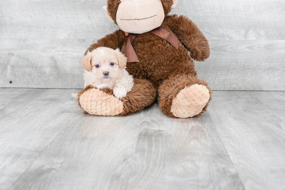 Funny Maltipoo Poodle Mix Pup