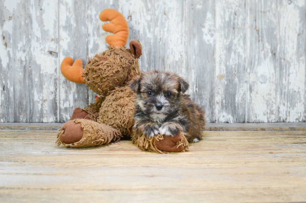 Hypoallergenic Yorkie Designer Puppy