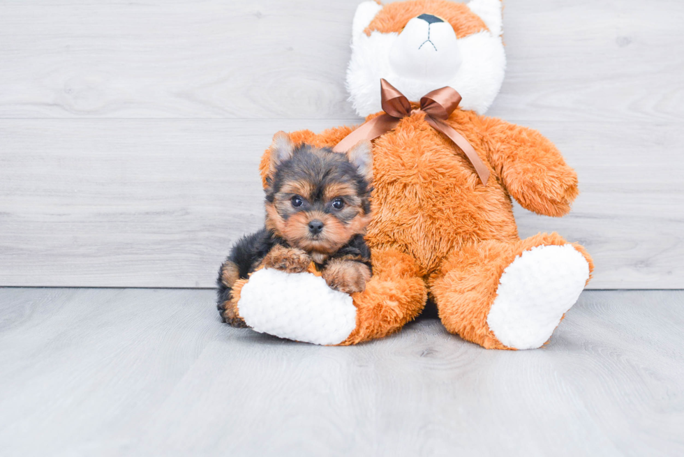 Meet Winnie - our Yorkshire Terrier Puppy Photo 