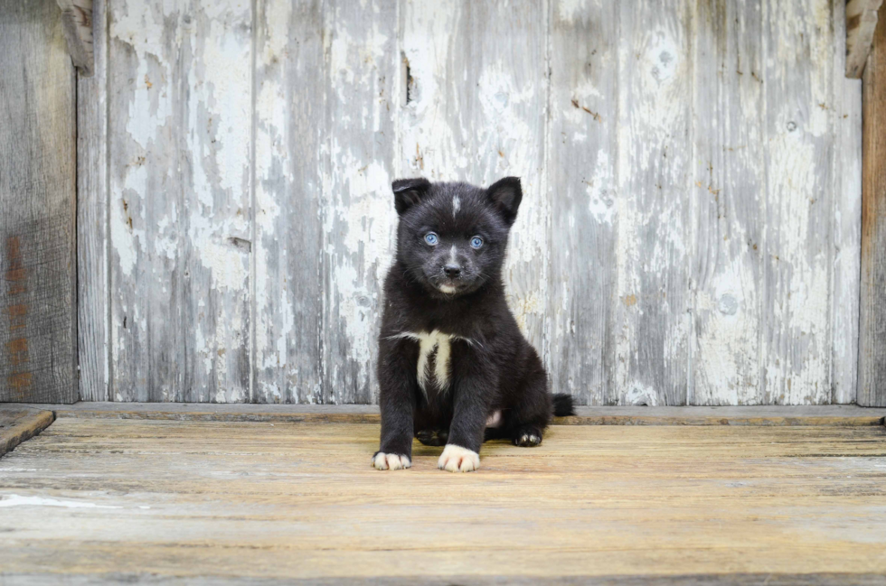 Pomsky Puppy for Adoption