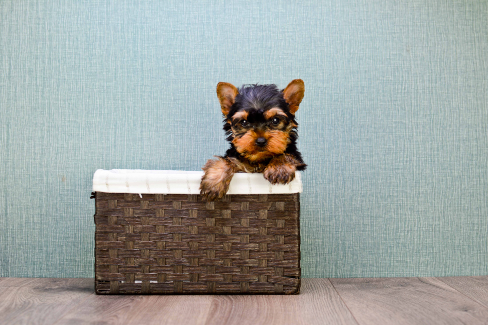 Meet Sebastian - our Yorkshire Terrier Puppy Photo 