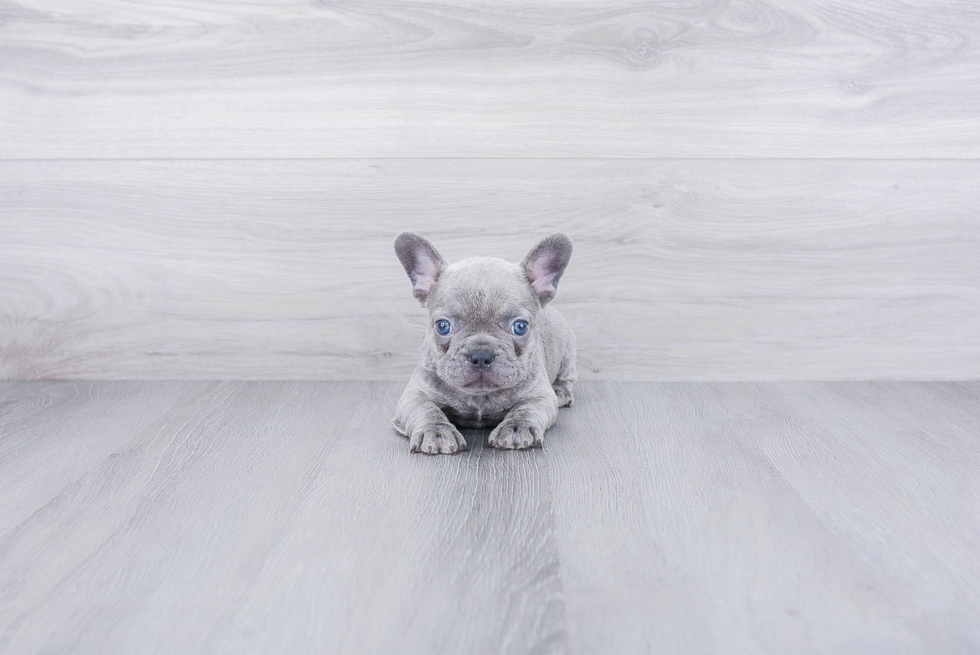 Playful French Bulldog Baby