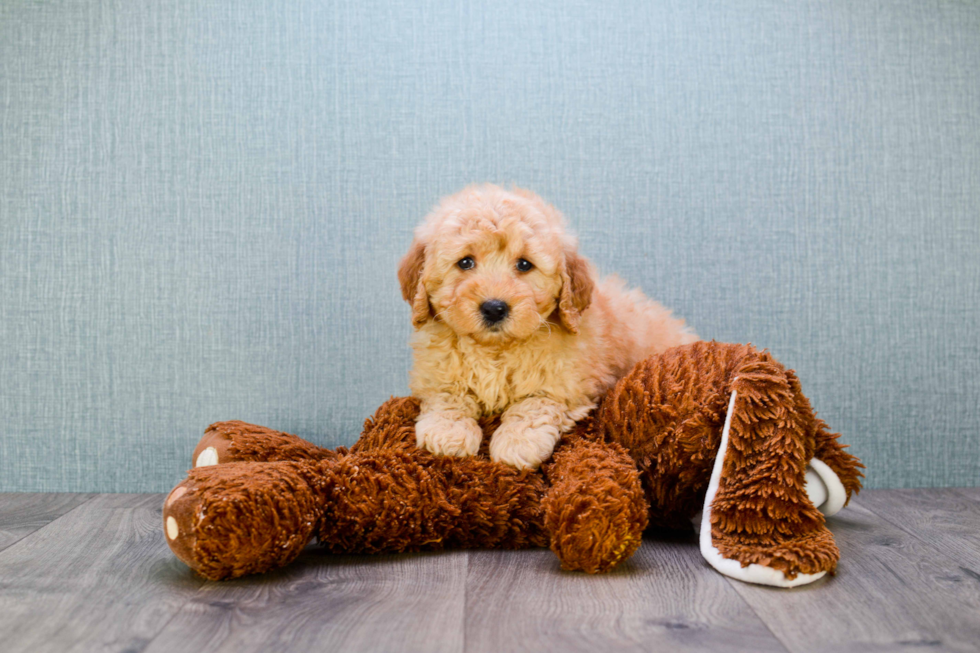 Adorable Golden Retriever Poodle Mix Puppy