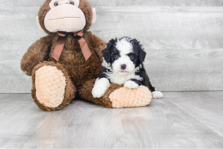 Mini Bernedoodle Puppy for Adoption