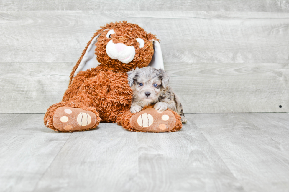 Playful Aussiepoo Poodle Mix Puppy