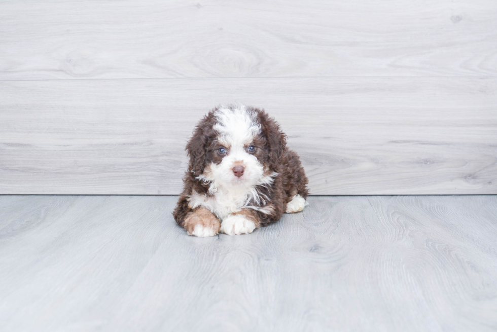 Mini Bernedoodle Puppy for Adoption