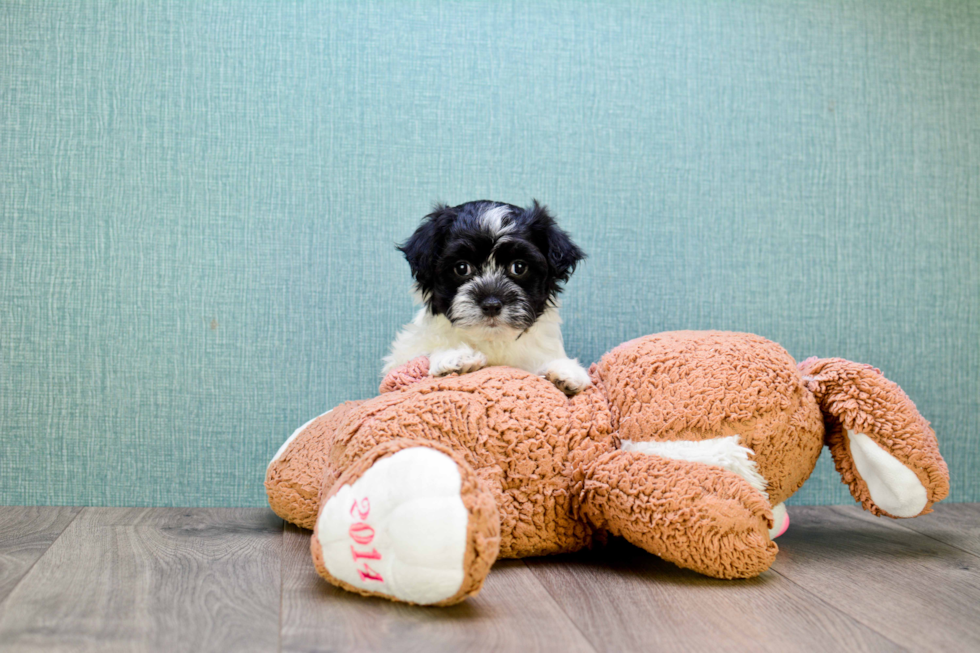 Little Havanese Purebred Pup