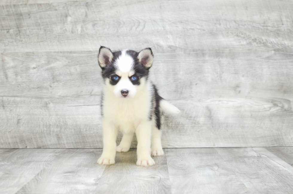 Smart Pomsky Designer Pup