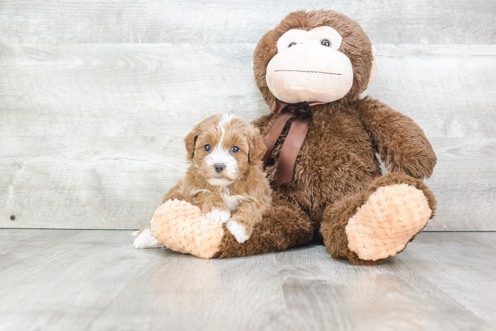 Cavapoo Pup Being Cute