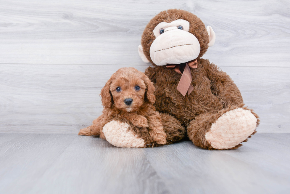 Playful Cavoodle Poodle Mix Puppy