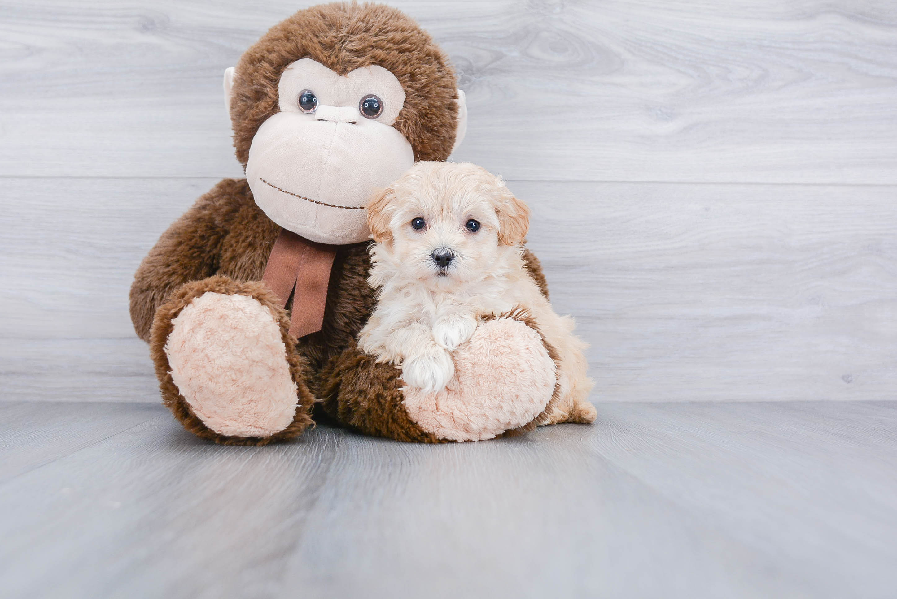 Best Maltipoo Baby