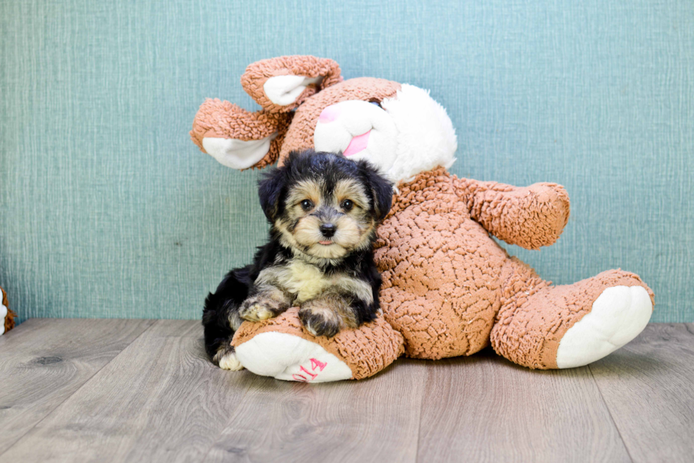 Morkie Pup Being Cute