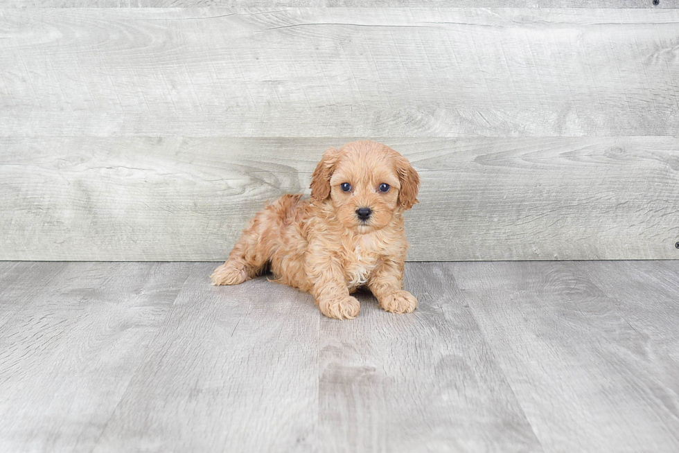 Cavapoo Pup Being Cute