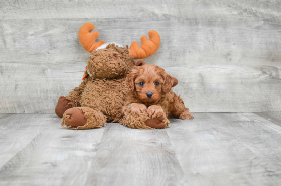 Fluffy Cavapoo Poodle Mix Pup