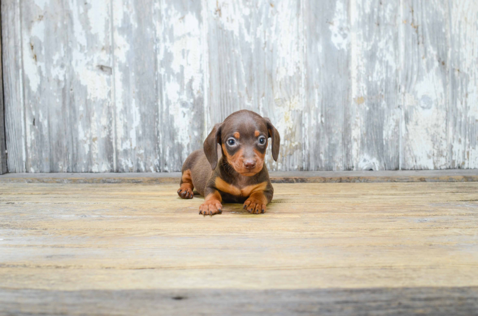 Cute Dachshund Purebred Puppy