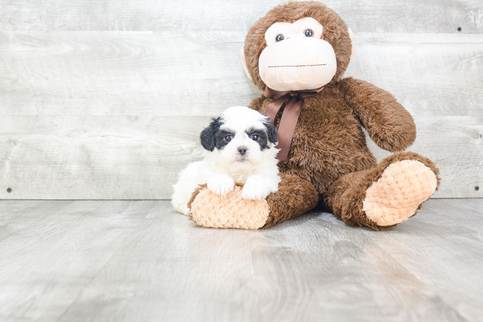 Teddy Bear Pup Being Cute