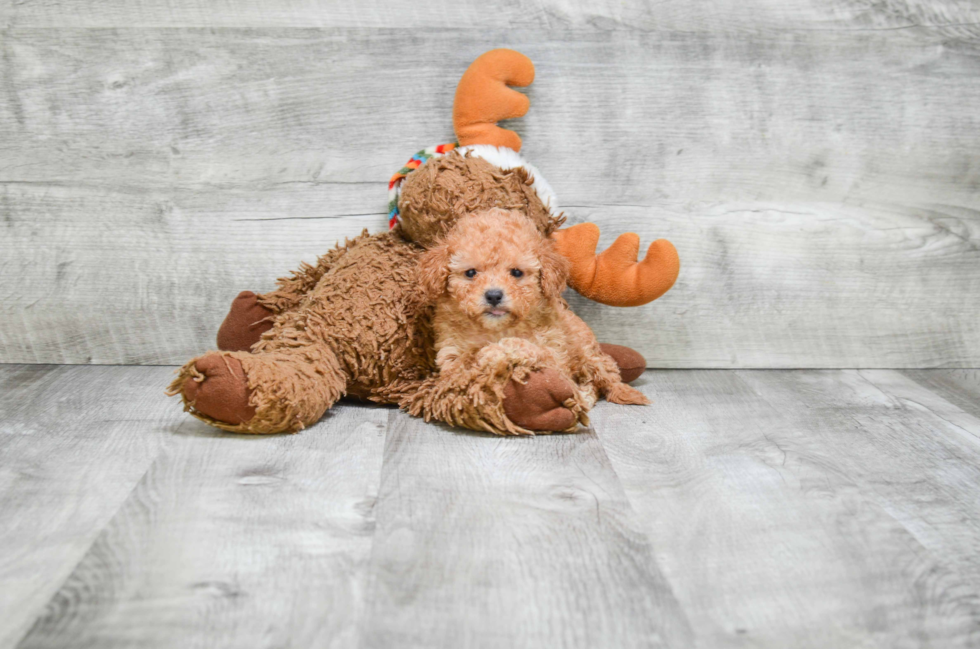 Small Cavapoo Baby