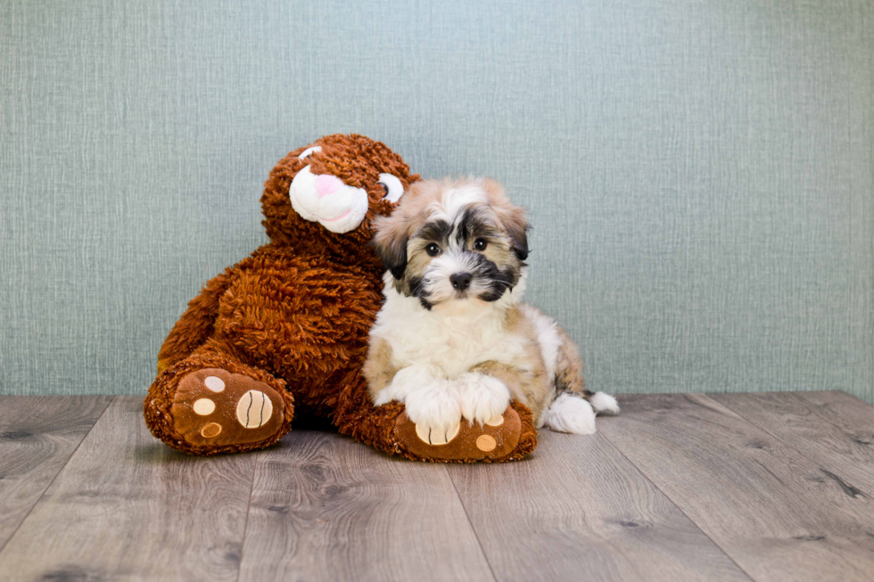 Havanese Puppy for Adoption