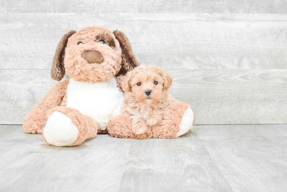 Maltipoo Puppy for Adoption