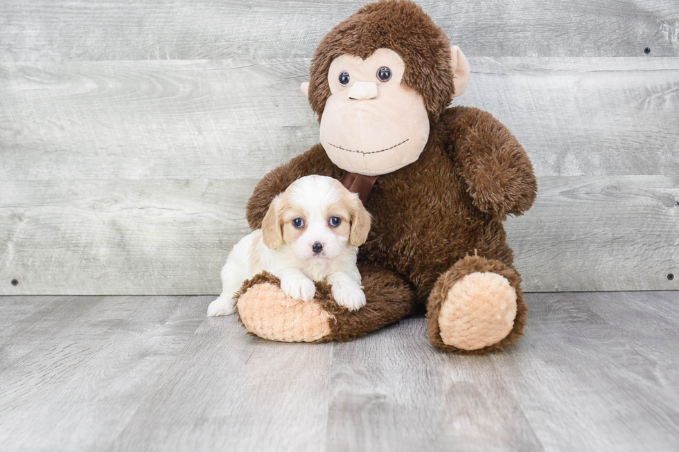 Adorable Cavalier Designer Puppy