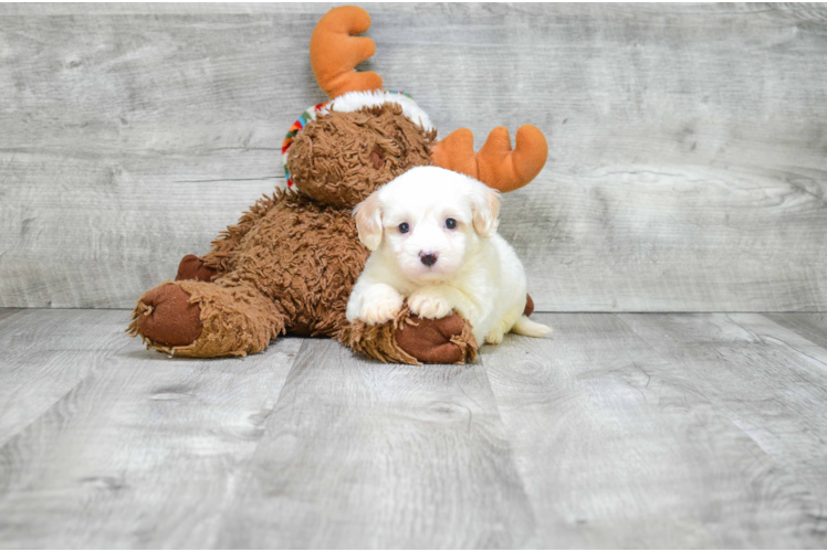 Best Cavachon Baby