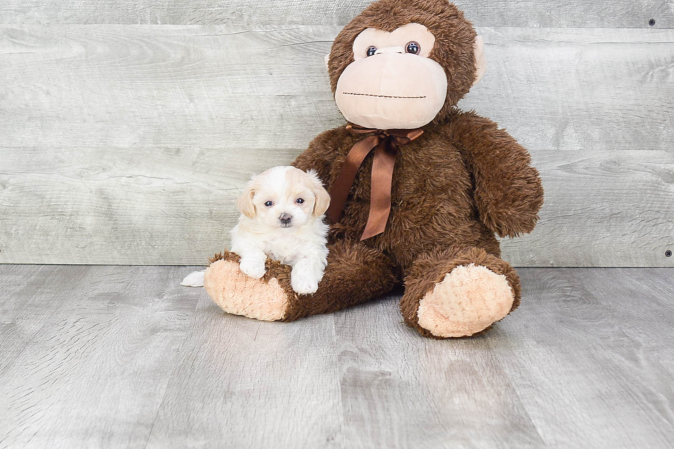 Fluffy Maltipoo Poodle Mix Pup