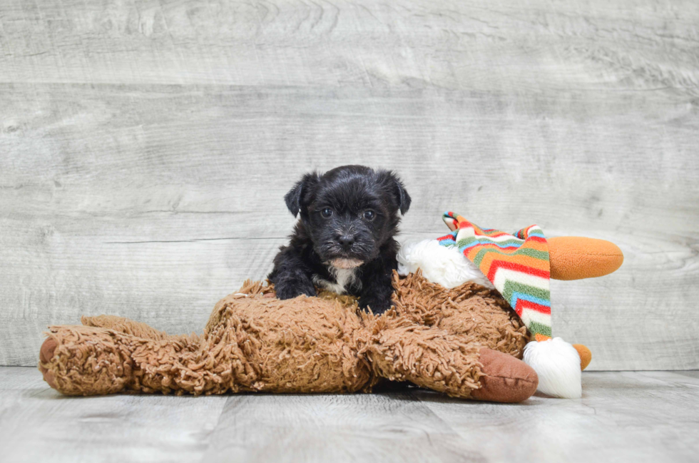 Cute Morkie Baby