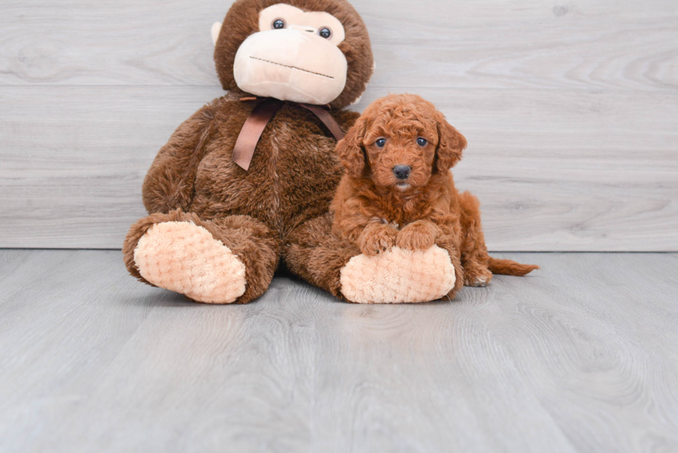 Mini Goldendoodle Puppy for Adoption