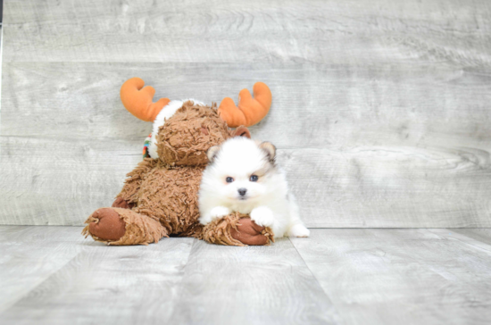 Funny Pomeranian Baby