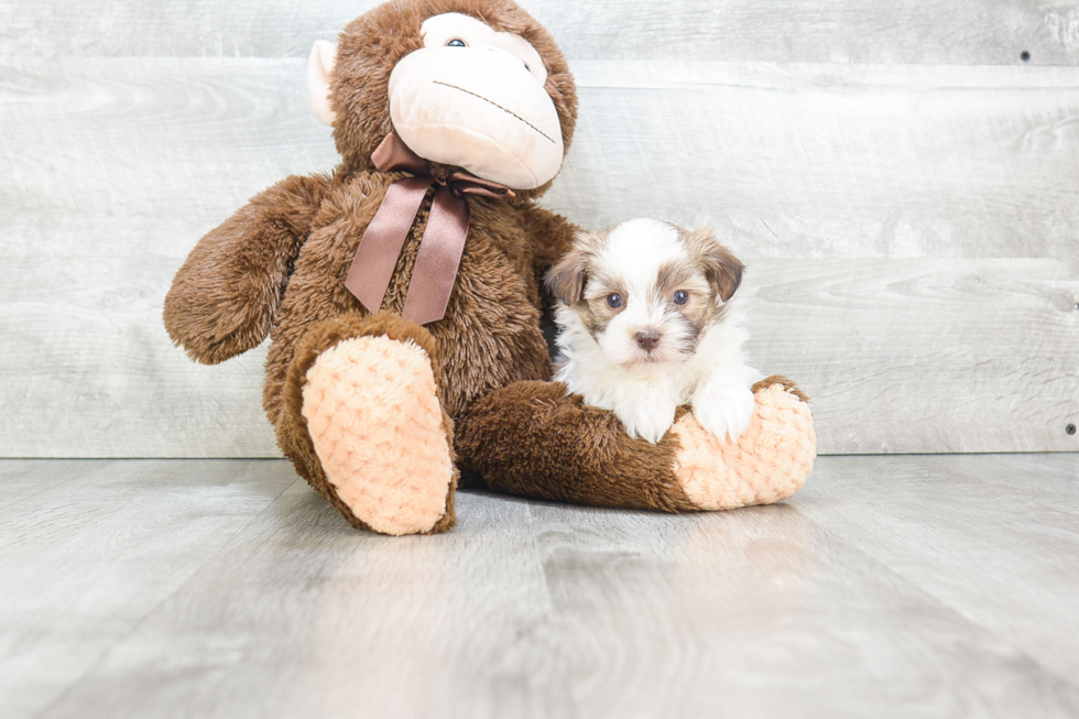 Smart Havanese Purebred Puppy