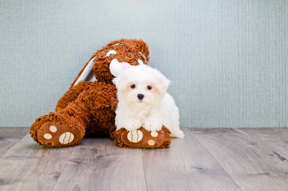 Fluffy Maltipoo Poodle Mix Pup