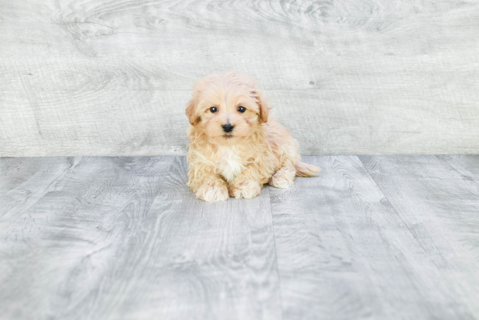 Best Maltipoo Baby