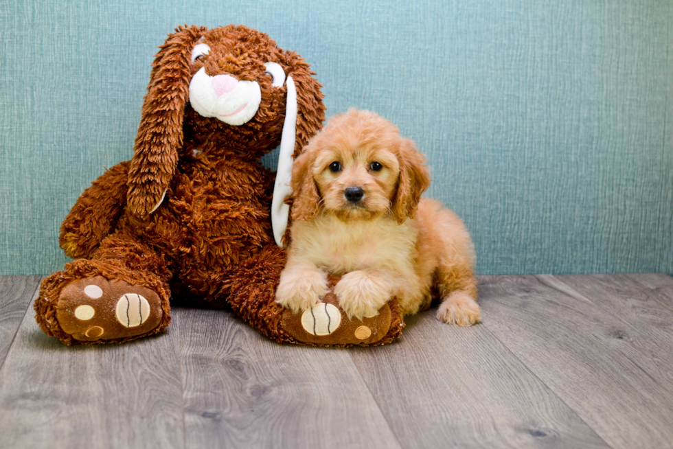 Mini Goldendoodle Pup Being Cute