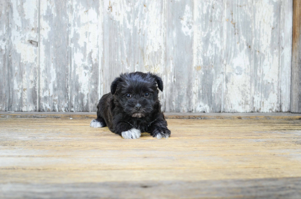 Cute Morkie Baby