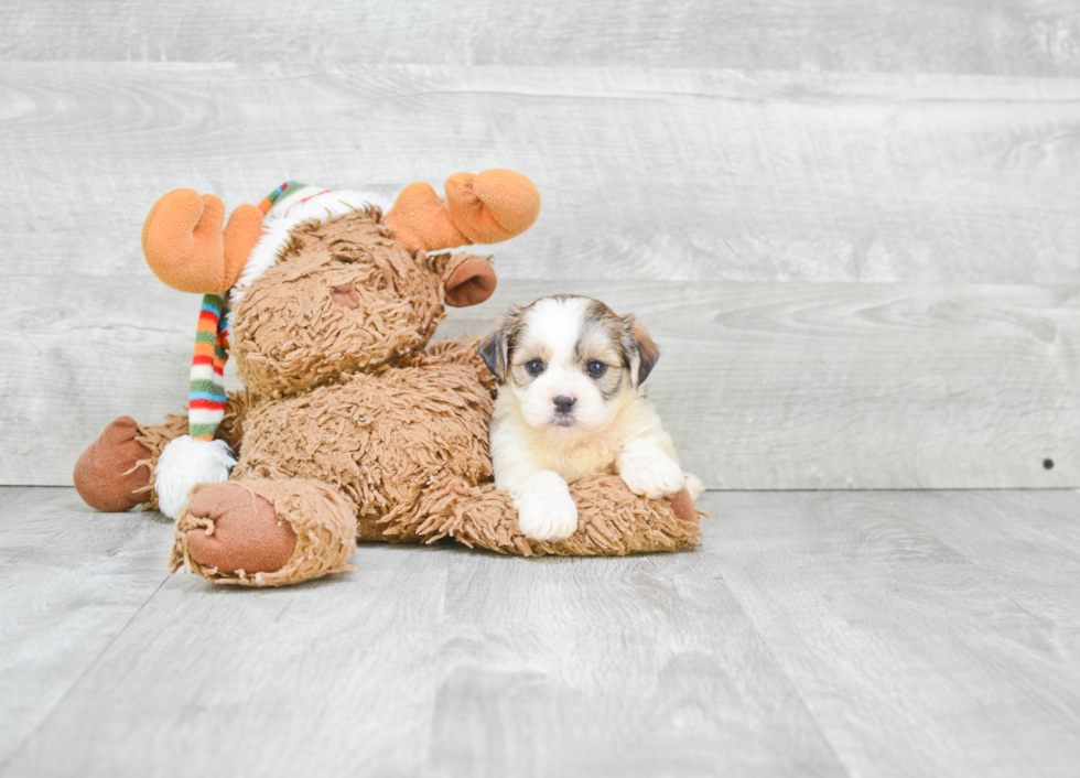 Small Teddy Bear Baby