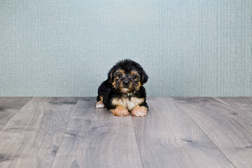 Morkie Puppy for Adoption